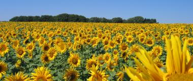 Ein Feld voller Sonnenblumen der Ölmühle Kappelbauer.