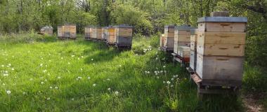 Bienenstöcke. Foto: Honigsammler Wehringen 