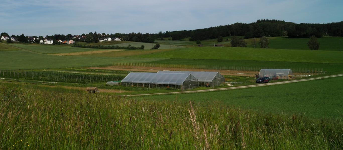Anbau der Bio Beeren auf dem Lützelhof 