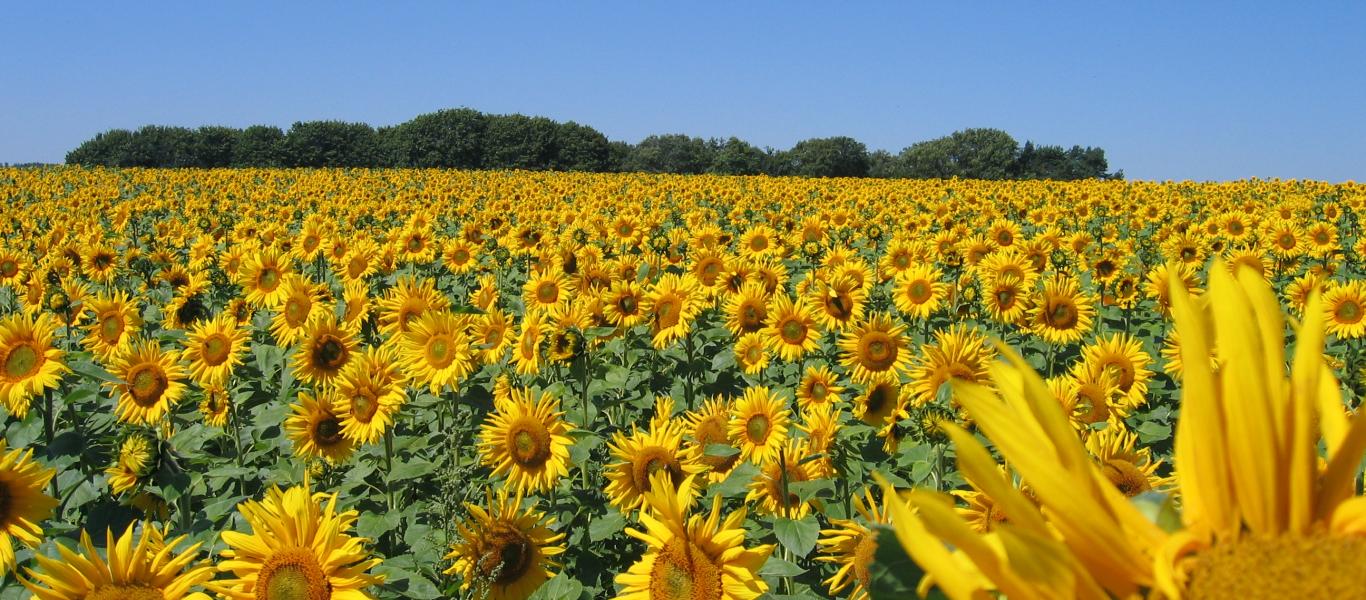 Ein Feld voller Sonnenblumen der Ölmühle Kappelbauer.