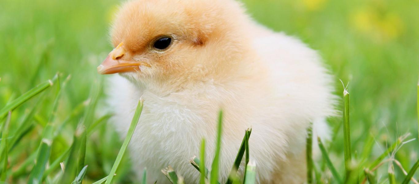 Küken. Foto: Pixabay, Onefox